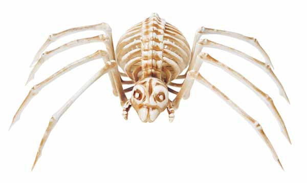 Spider Package (Large)